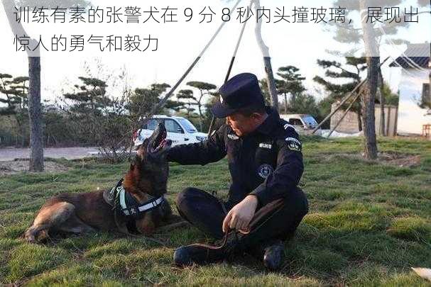 训练有素的张警犬在 9 分 8 秒内头撞玻璃,展现出惊人的勇气和毅力
