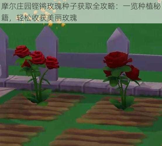 摩尔庄园铿锵玫瑰种子获取全攻略:一览种植秘籍,轻松收获美丽玫瑰