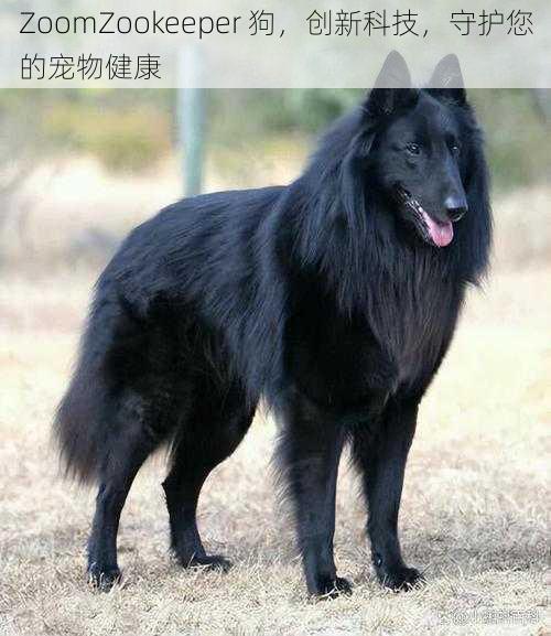 ZoomZookeeper 狗,创新科技,守护您的宠物健康