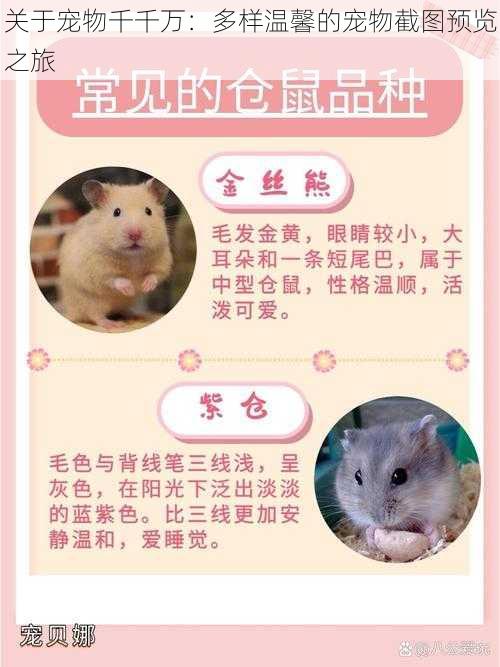 关于宠物千千万:多样温馨的宠物截图预览之旅