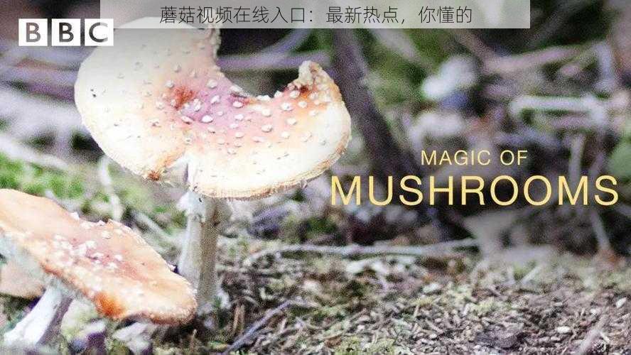 蘑菇视频在线入口:最新热点,你懂的