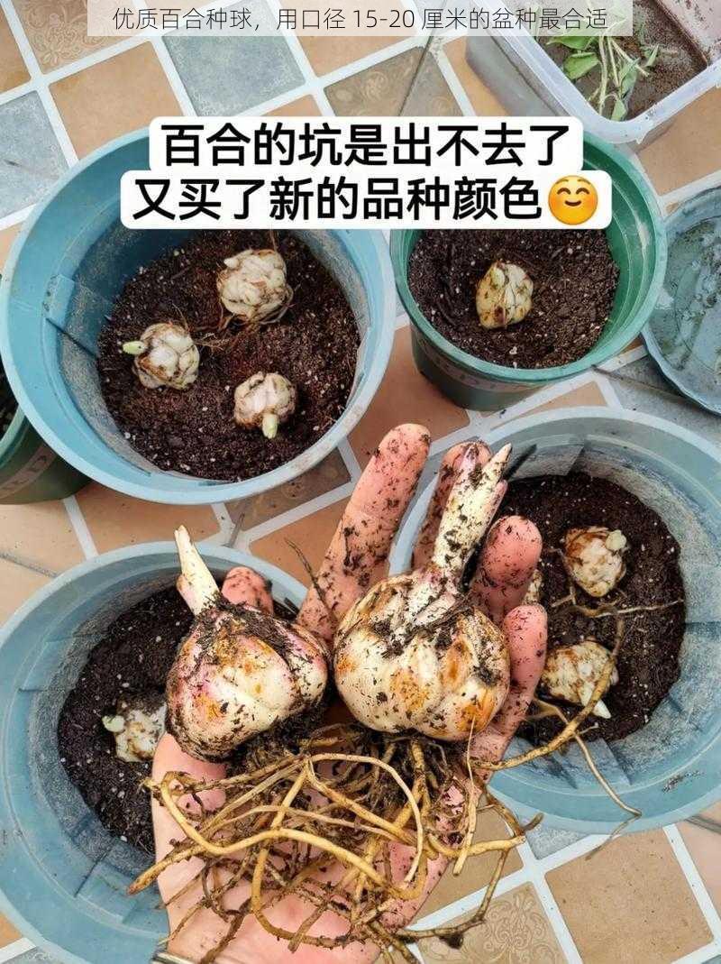 优质百合种球,用口径 15-20 厘米的盆种最合适