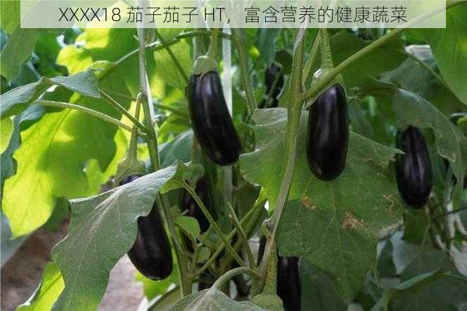 XXXX18 茄子茄子 HT,富含营养的健康蔬菜