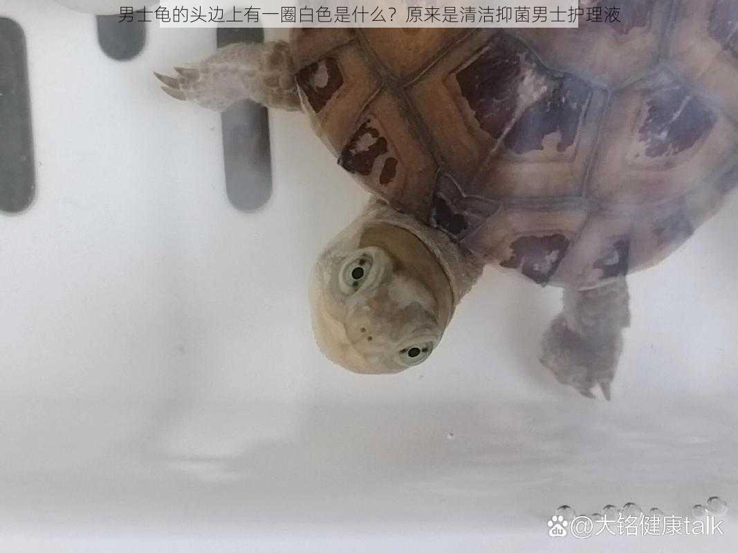 男士龟的头边上有一圈白色是什么?原来是清洁抑菌男士护理液