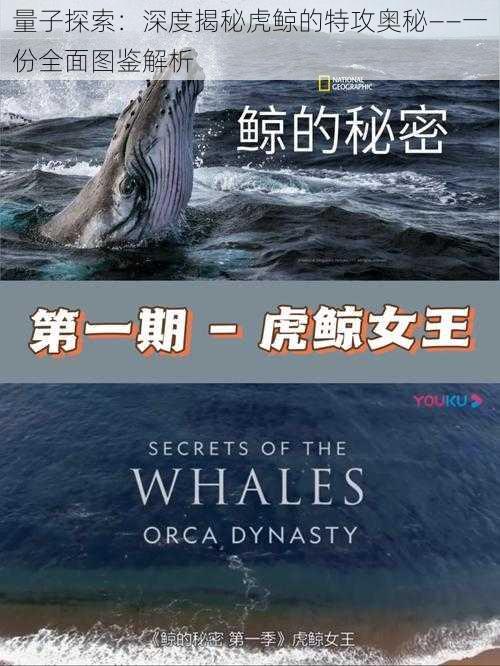量子探索:深度揭秘虎鲸的特攻奥秘——一份全面图鉴解析