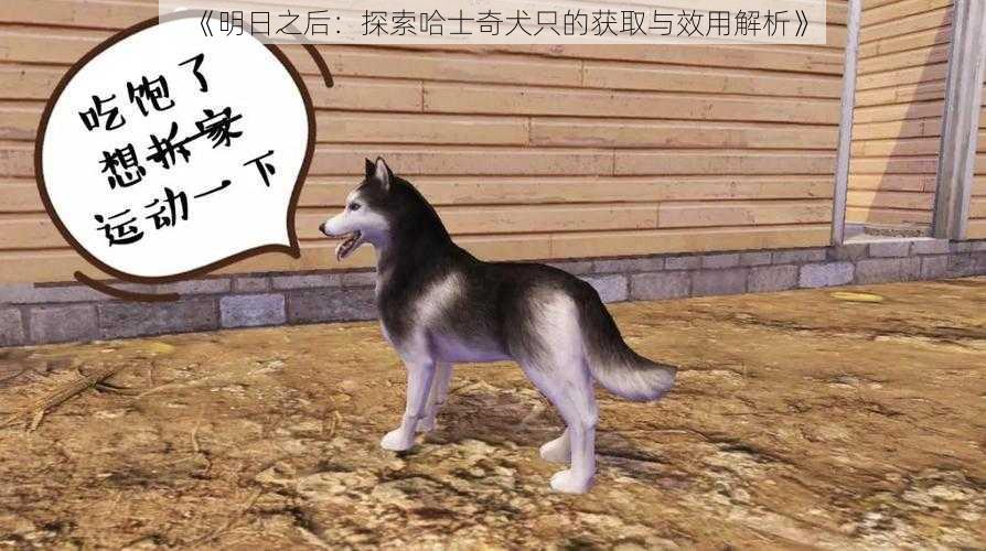 《明日之后:探索哈士奇犬只的获取与效用解析》