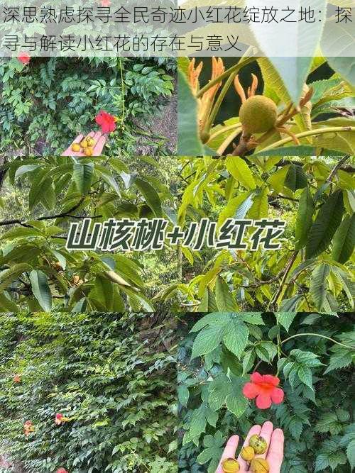 深思熟虑探寻全民奇迹小红花绽放之地:探寻与解读小红花的存在与意义