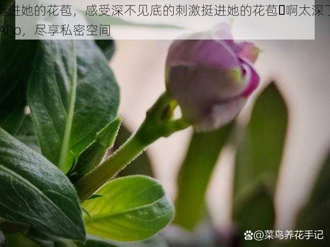 挺进她的花苞,感受深不见底的刺激挺进她的花苞⋯啊太深了 APp,尽享私密空间