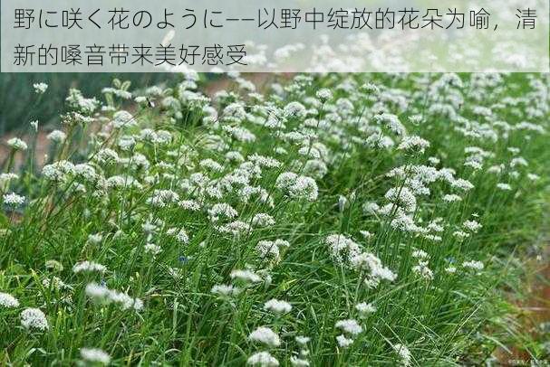 野に咲く花のように——以野中绽放的花朵为喻,清新的嗓音带来美好感受
