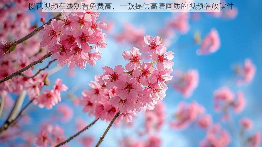 樱花视频在线观看免费高,一款提供高清画质的视频播放软件