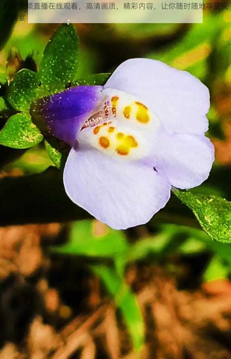 野花视频直播在线观看,高清画质,精彩内容,让你随时随地享受视觉盛宴