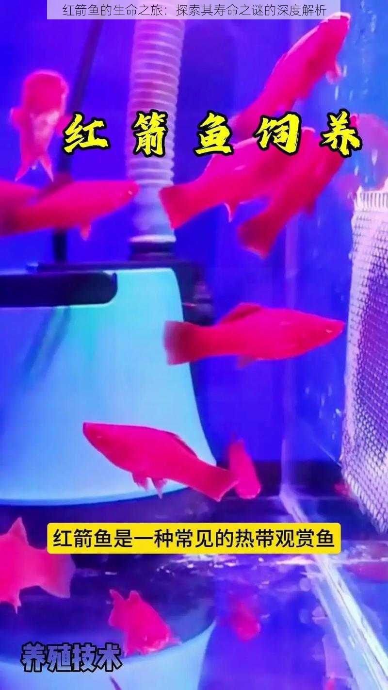 红箭鱼的生命之旅:探索其寿命之谜的深度解析