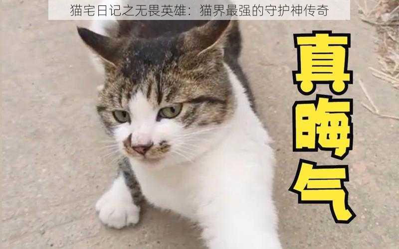 猫宅日记之无畏英雄:猫界最强的守护神传奇