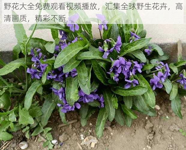 野花大全免费观看视频播放,汇集全球野生花卉,高清画质,精彩不断