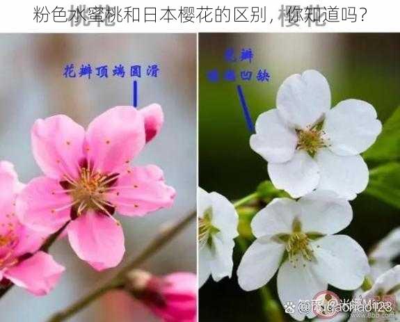 粉色水蜜桃和日本樱花的区别,你知道吗?