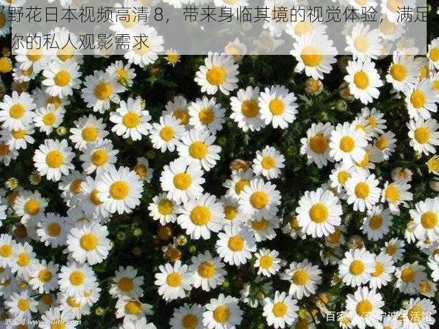 野花日本视频高清 8,带来身临其境的视觉体验,满足你的私人观影需求