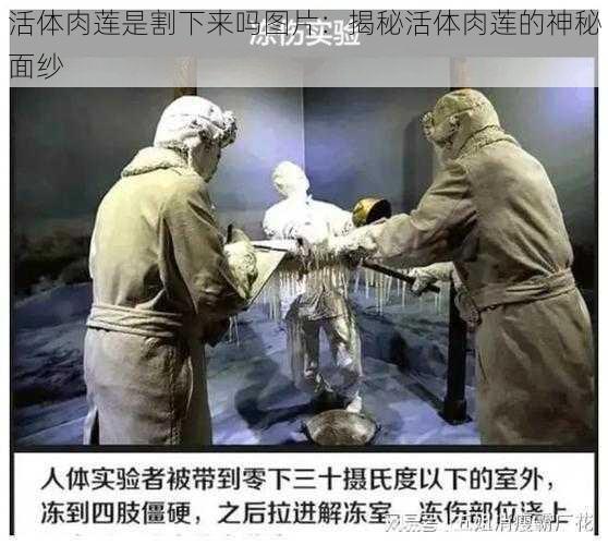 活体肉莲是割下来吗图片:揭秘活体肉莲的神秘面纱