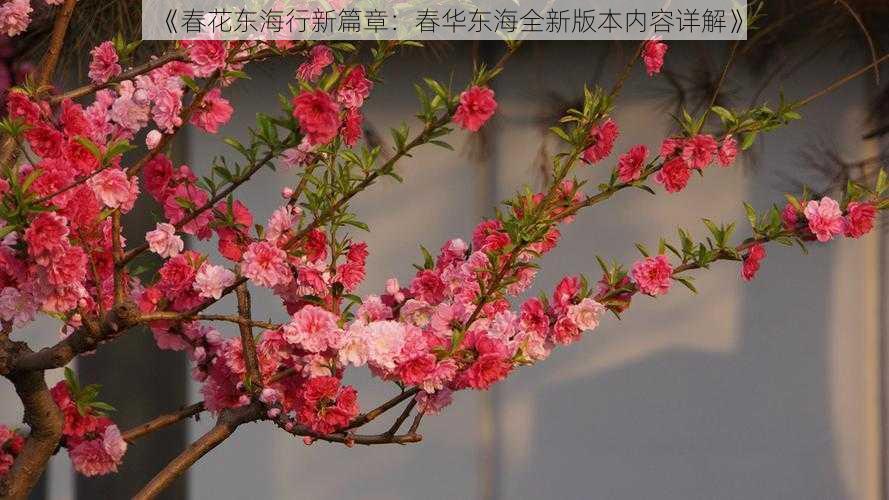 《春花东海行新篇章:春华东海全新版本内容详解》