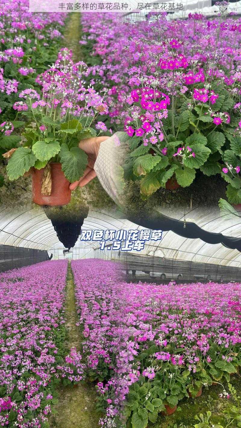 丰富多样的草花品种,尽在草花基地