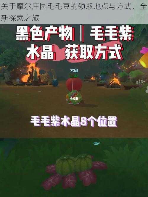关于摩尔庄园毛毛豆的领取地点与方式,全新探索之旅