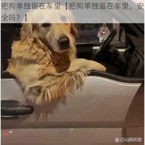 把狗单独留在车里【把狗单独留在车里,安全吗?】