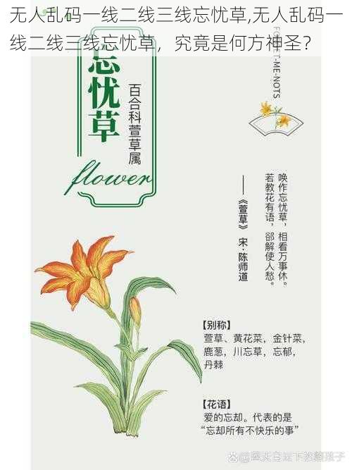 无人乱码一线二线三线忘忧草,无人乱码一线二线三线忘忧草,究竟是何方神圣?