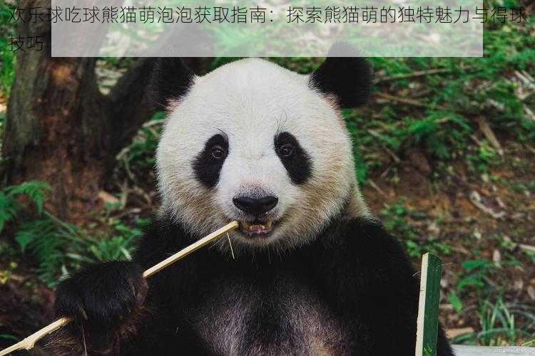 欢乐球吃球熊猫萌泡泡获取指南:探索熊猫萌的独特魅力与得球技巧