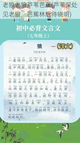 老狼老狼芦苇芭蕉(芦苇深处见老狼,芭蕉林后待晓明)