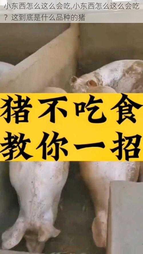 小东西怎么这么会吃,小东西怎么这么会吃?这到底是什么品种的猪