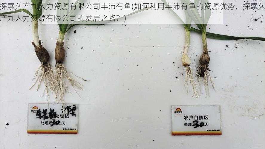 探索久产九人力资源有限公司丰沛有鱼(如何利用丰沛有鱼的资源优势,探索久产九人力资源有限公司的发展之路?)