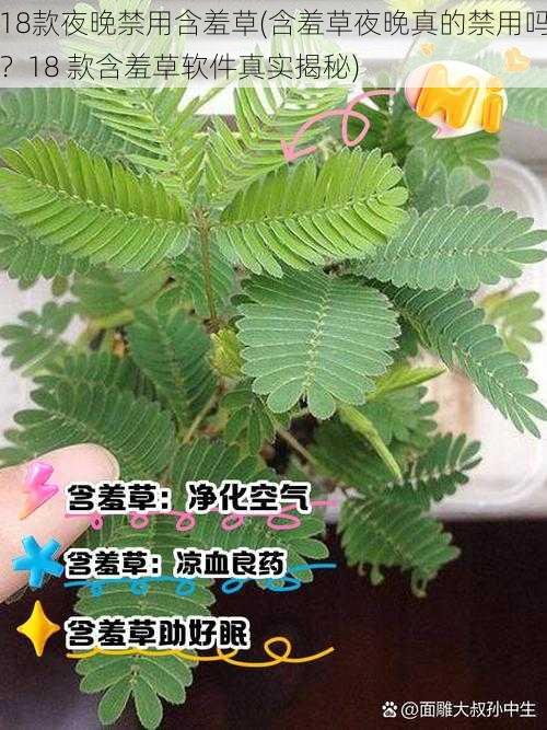 18款夜晚禁用含羞草(含羞草夜晚真的禁用吗?18 款含羞草软件真实揭秘)