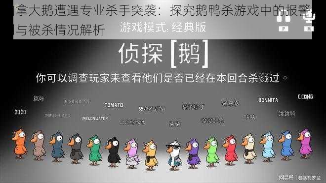 加拿大鹅遭遇专业杀手突袭:探究鹅鸭杀游戏中的报警机制与被杀情况解析