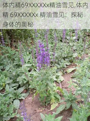 体内精69XXXXXx精油雪见,体内精 69XXXXXx 精油雪见:探秘身体的奥秘