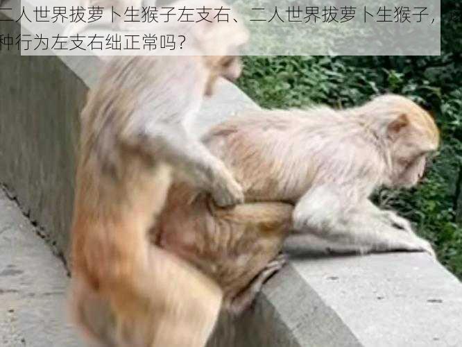 二人世界拔萝卜生猴子左支右、二人世界拔萝卜生猴子,这种行为左支右绌正常吗?