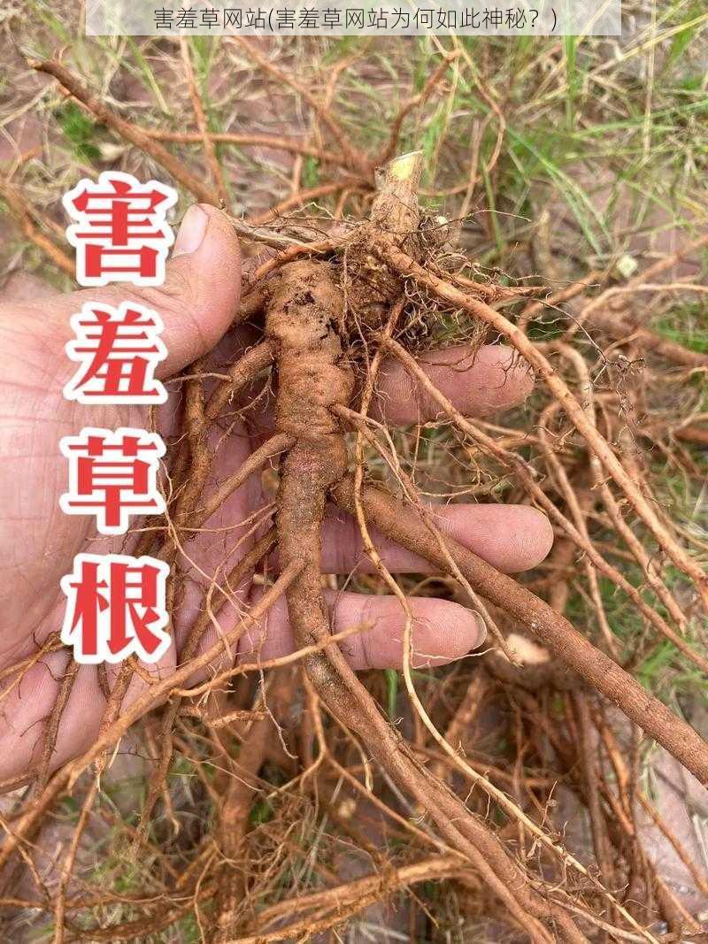 害羞草网站(害羞草网站为何如此神秘?)