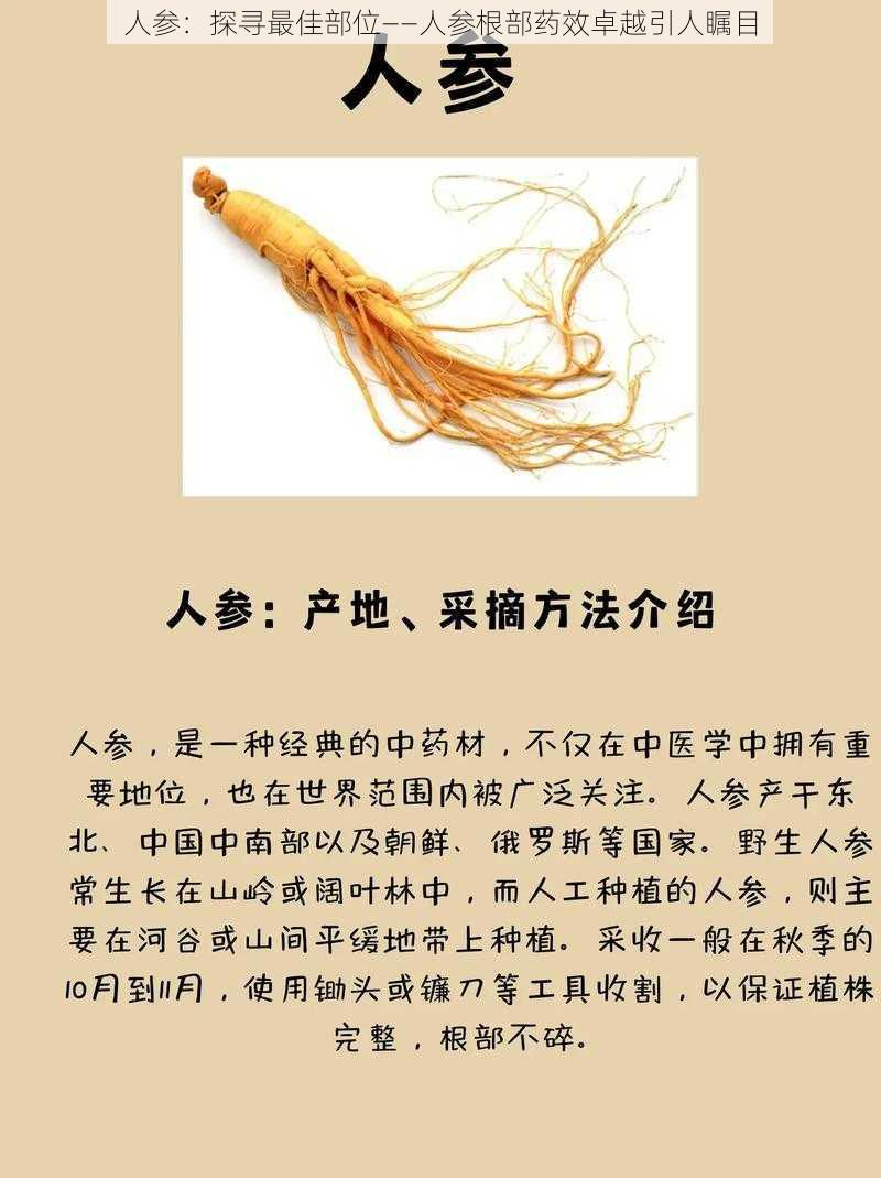 人参:探寻最佳部位——人参根部药效卓越引人瞩目
