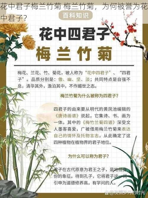 花中君子梅兰竹菊 梅兰竹菊,为何被誉为花中君子?