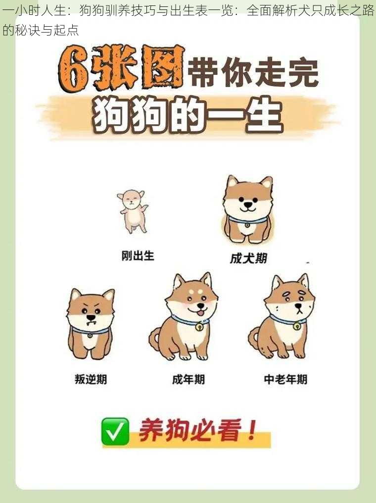 一小时人生:狗狗驯养技巧与出生表一览:全面解析犬只成长之路的秘诀与起点