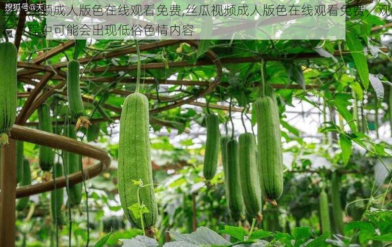 丝瓜视频成人版色在线观看免费,丝瓜视频成人版色在线观看免费,观看过程中可能会出现低俗色情内容