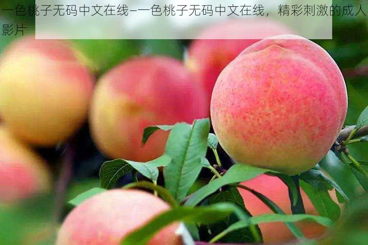 一色桃子无码中文在线—一色桃子无码中文在线,精彩刺激的成人影片