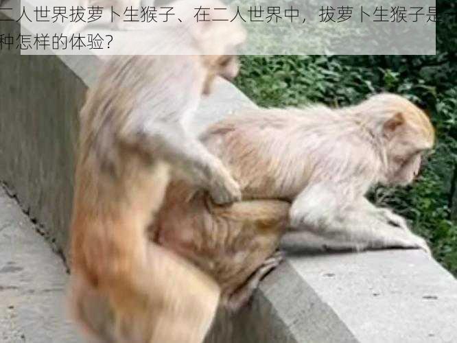 二人世界拔萝卜生猴子、在二人世界中,拔萝卜生猴子是一种怎样的体验?