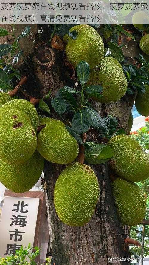 菠萝菠萝蜜在线视频观看播放、菠萝菠萝蜜在线视频:高清免费观看播放