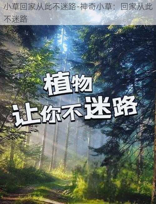 小草回家从此不迷路-神奇小草:回家从此不迷路