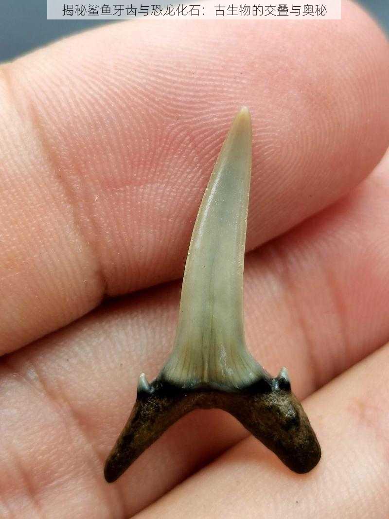 揭秘鲨鱼牙齿与恐龙化石:古生物的交叠与奥秘