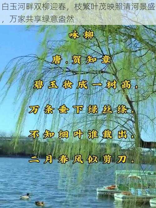 白玉河畔双柳迎春,枝繁叶茂映照清河景盛,万家共享绿意盎然